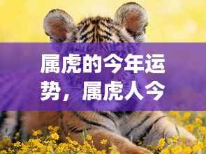 属虎人运势解析,今年运势走向全面解读