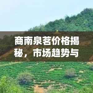 商南泉茗价格揭秘，市场趋势与影响因素深度解析